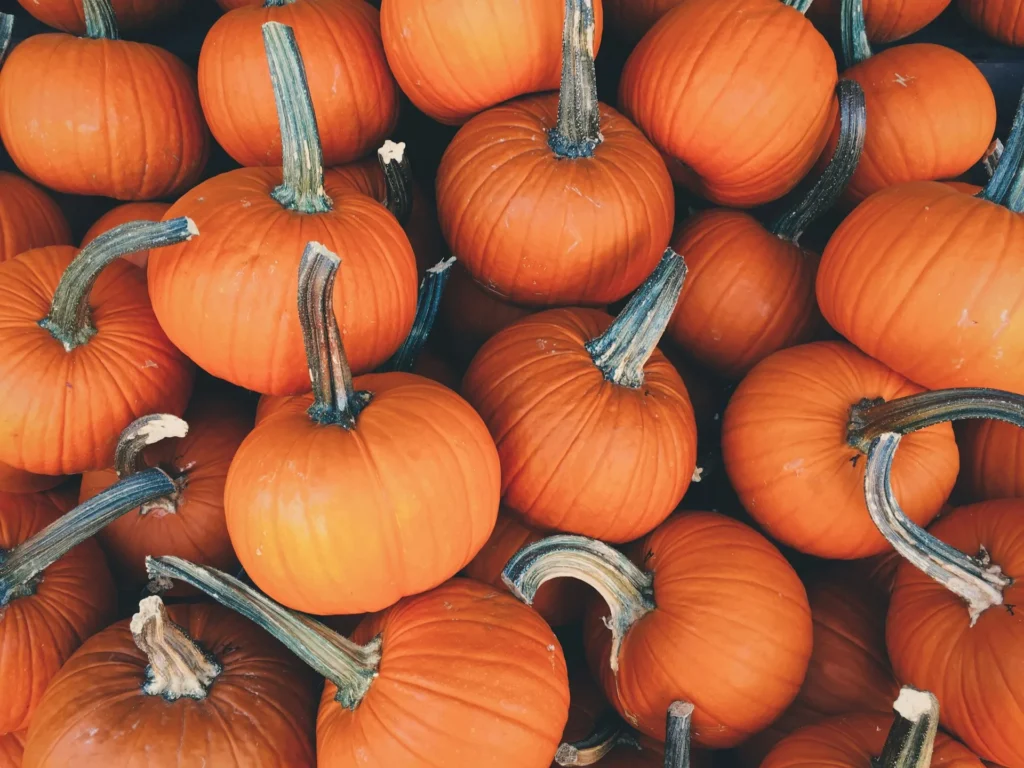 Pumpkins after being harvested.